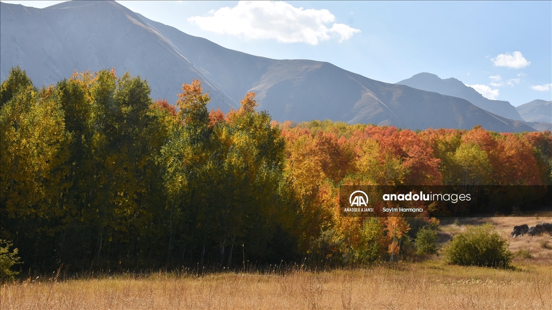Hakkari'nin Konak köyü sonbaharla ayrı bir güzelliğe büründü