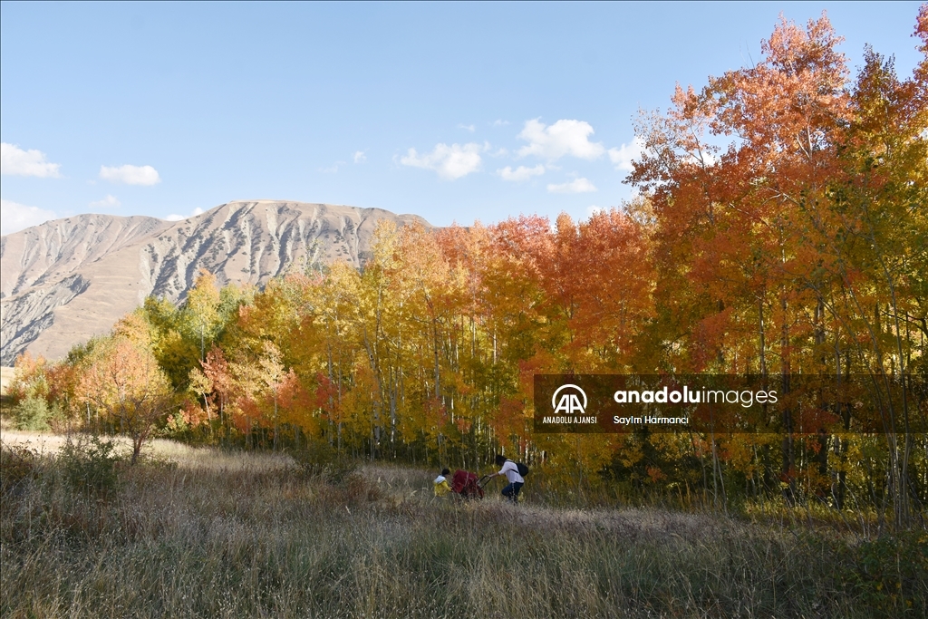 Hakkari'nin Konak köyü sonbaharla ayrı bir güzelliğe büründü