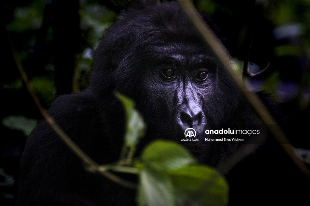 Uganda'da yağmur ormanlarındaki 17 bireyli goril ailesi görüntülendi