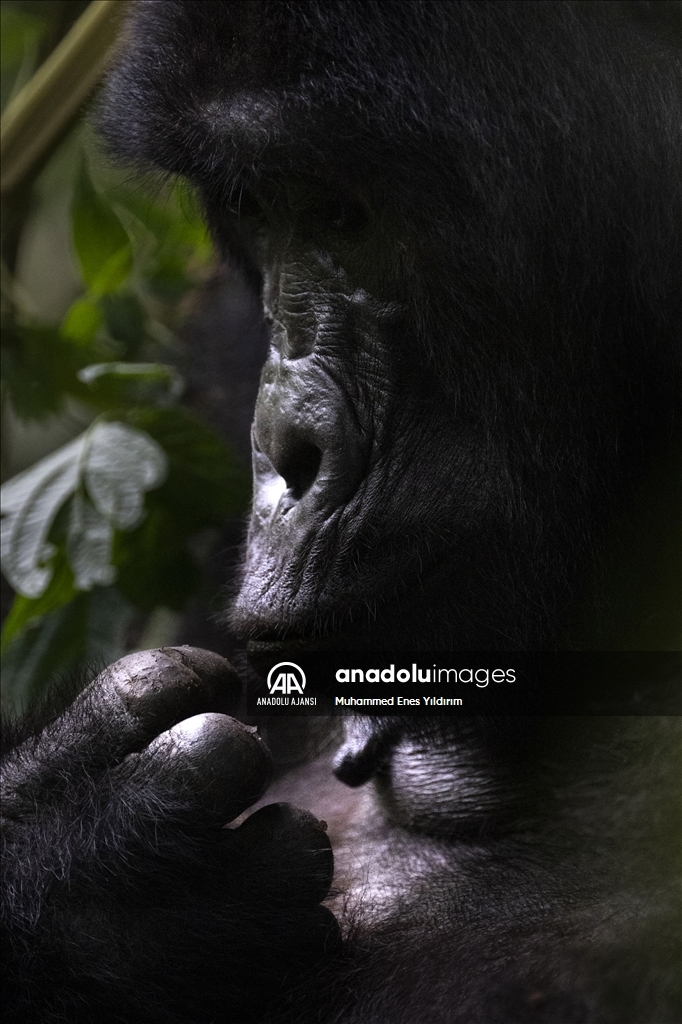 Uganda'da yağmur ormanlarındaki 17 bireyli goril ailesi görüntülendi
