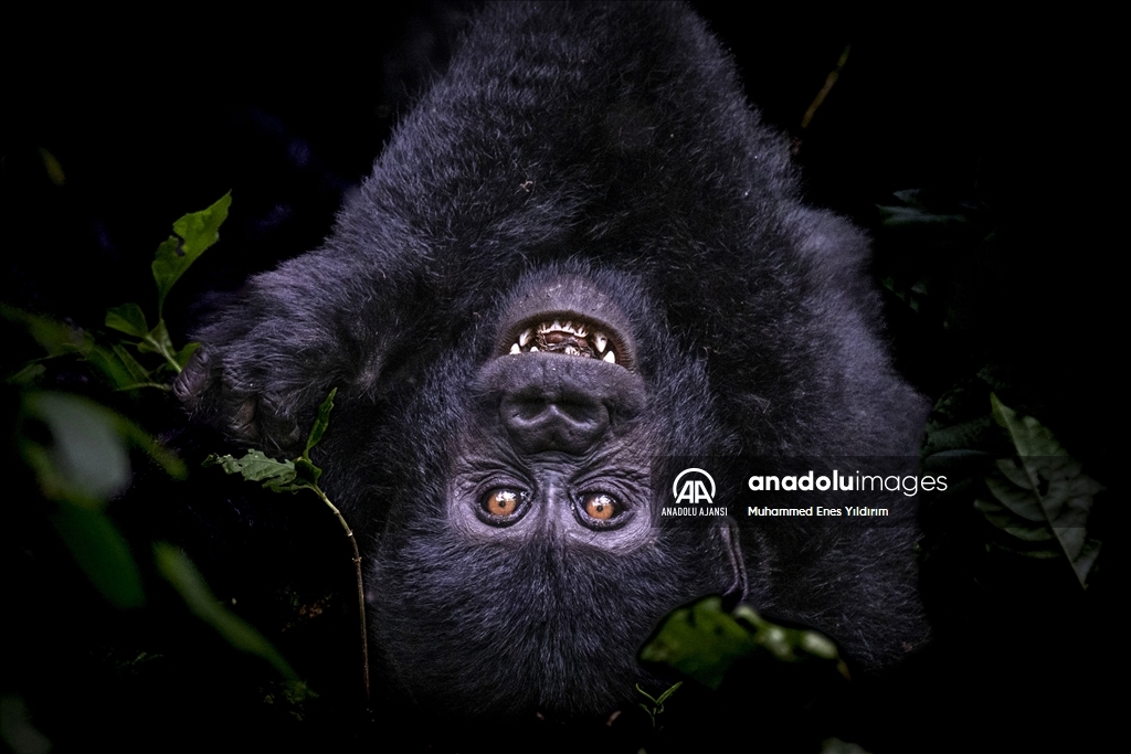 Uganda'da yağmur ormanlarındaki 17 bireyli goril ailesi görüntülendi