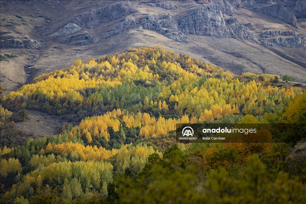 Daristanên Tunceliyê bi rengên payîzê xemilîn