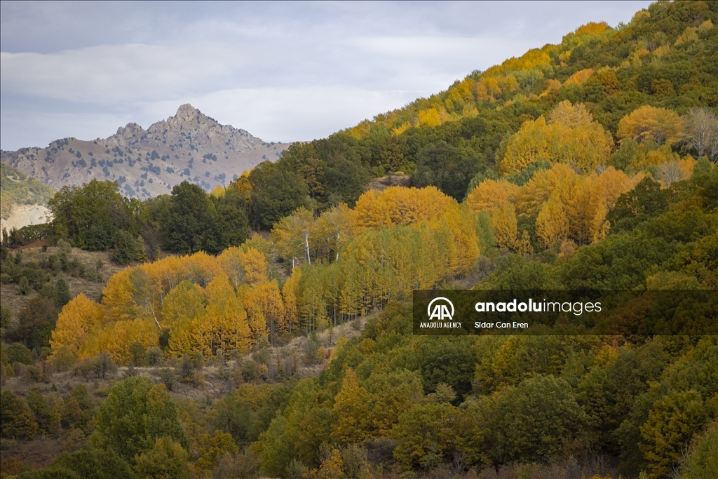 Daristanên Tunceliyê bi rengên payîzê xemilîn