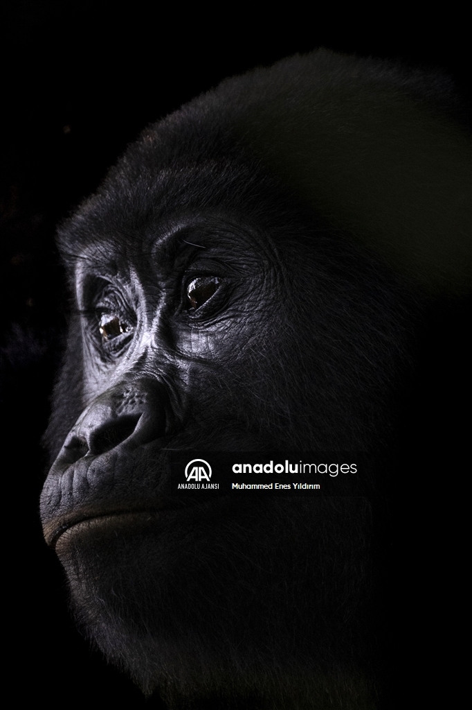 Uganda'da yağmur ormanlarındaki 17 bireyli goril ailesi görüntülendi