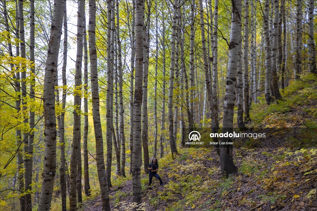 Daristanên Tunceliyê bi rengên payîzê xemilîn