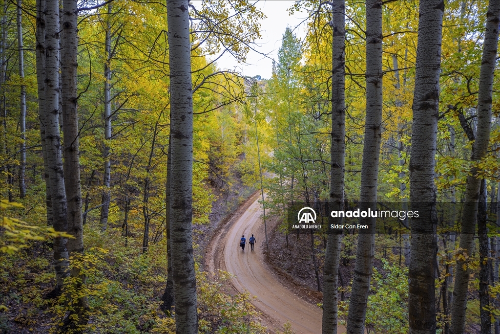 Daristanên Tunceliyê bi rengên payîzê xemilîn