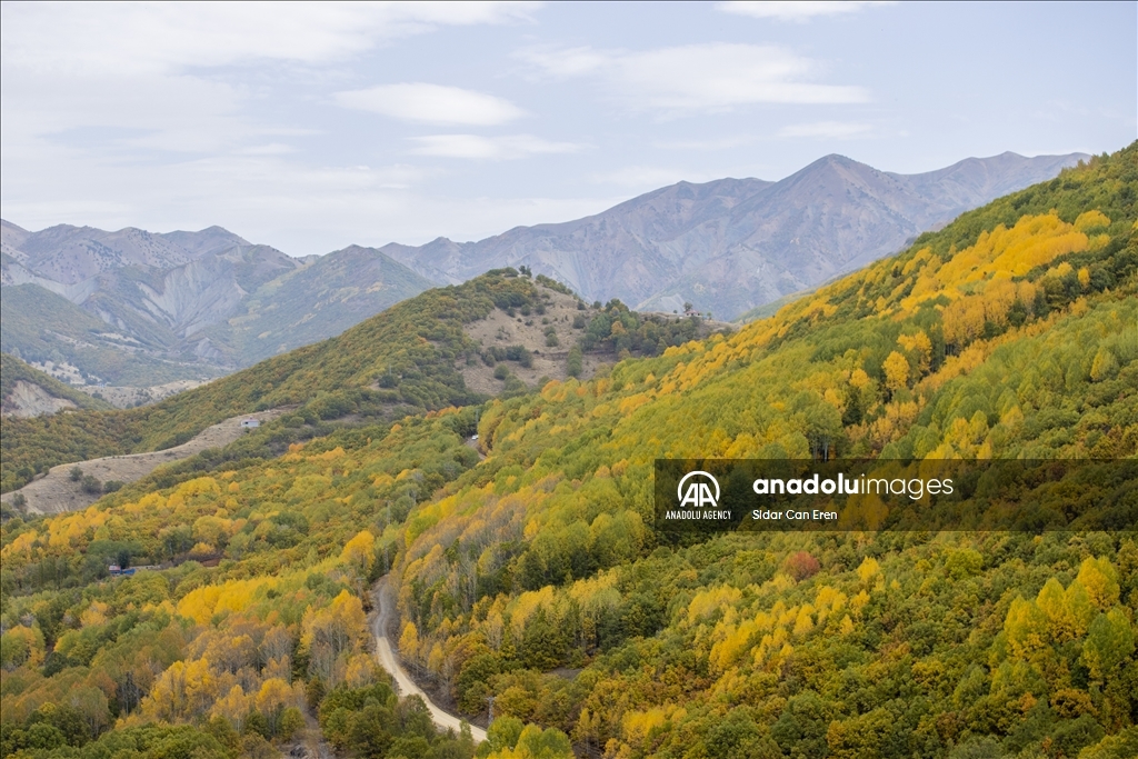 Daristanên Tunceliyê bi rengên payîzê xemilîn