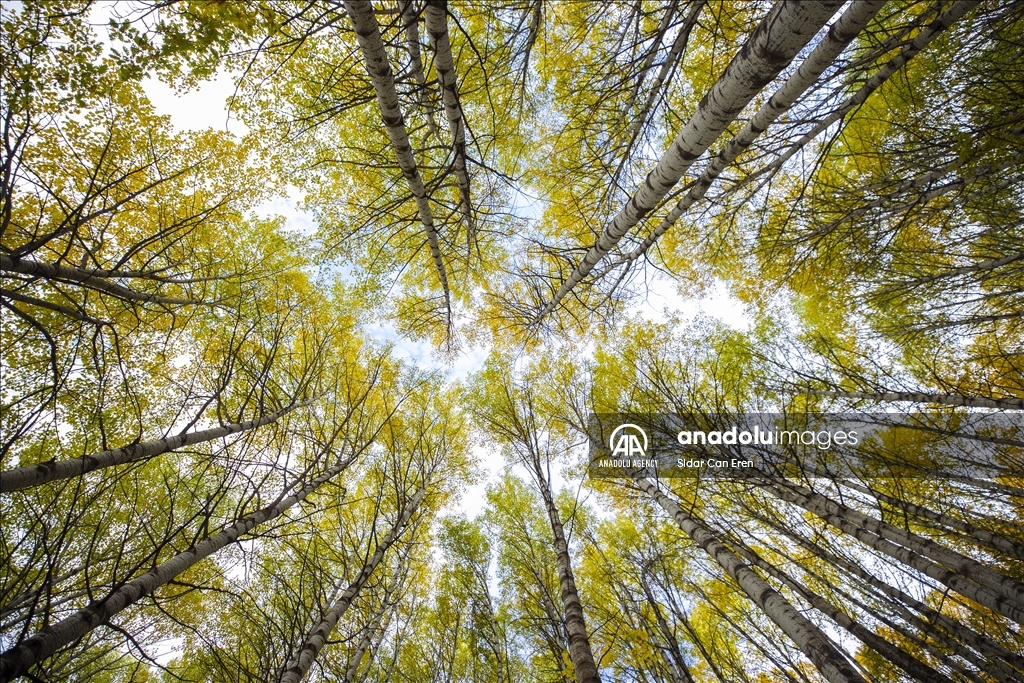 Daristanên Tunceliyê bi rengên payîzê xemilîn