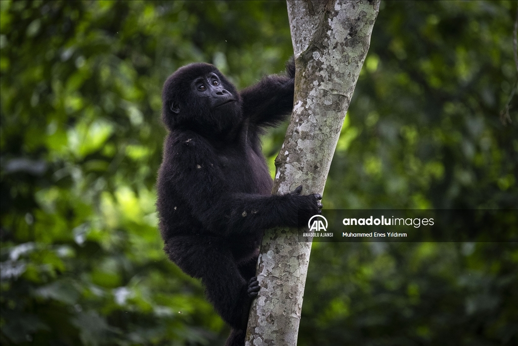 Uganda'da yağmur ormanlarındaki 17 bireyli goril ailesi görüntülendi
