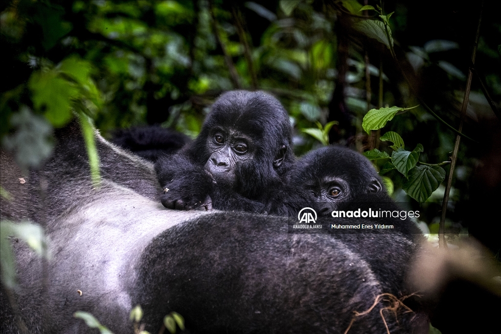 Uganda'da yağmur ormanlarındaki 17 bireyli goril ailesi görüntülendi