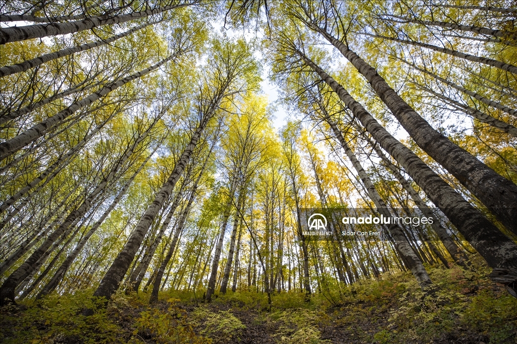 Daristanên Tunceliyê bi rengên payîzê xemilîn