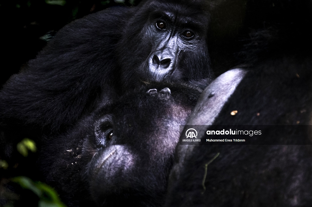 Uganda'da yağmur ormanlarındaki 17 bireyli goril ailesi görüntülendi