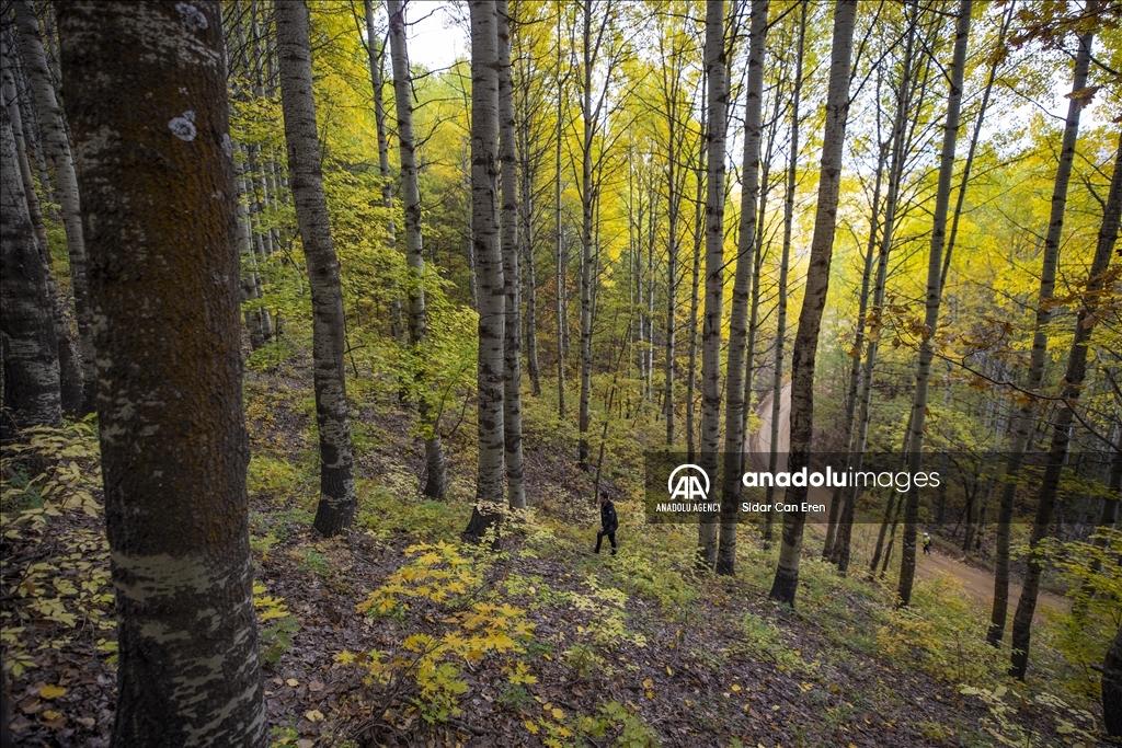 Daristanên Tunceliyê bi rengên payîzê xemilîn