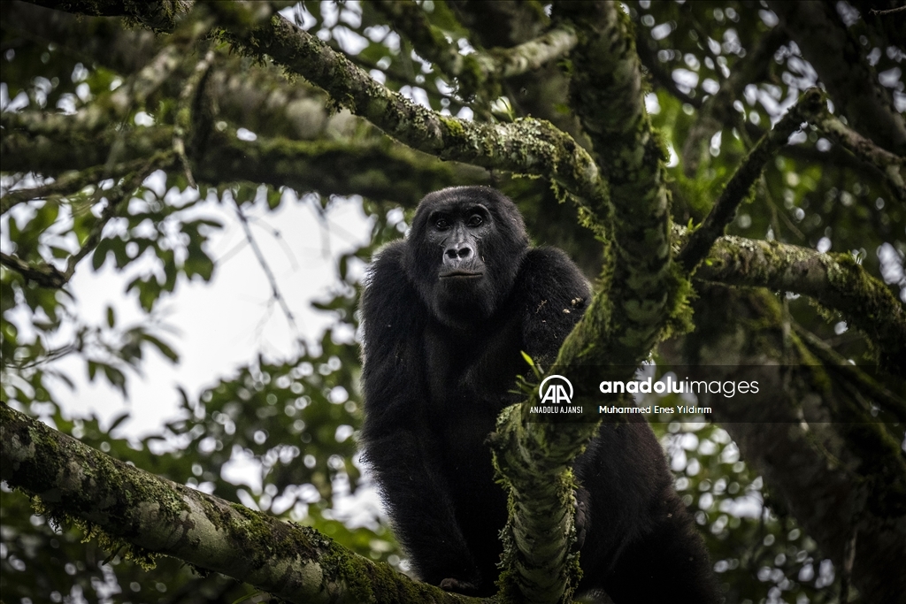 Uganda'da yağmur ormanlarındaki 17 bireyli goril ailesi görüntülendi
