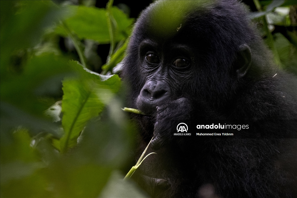 Uganda'da yağmur ormanlarındaki 17 bireyli goril ailesi görüntülendi