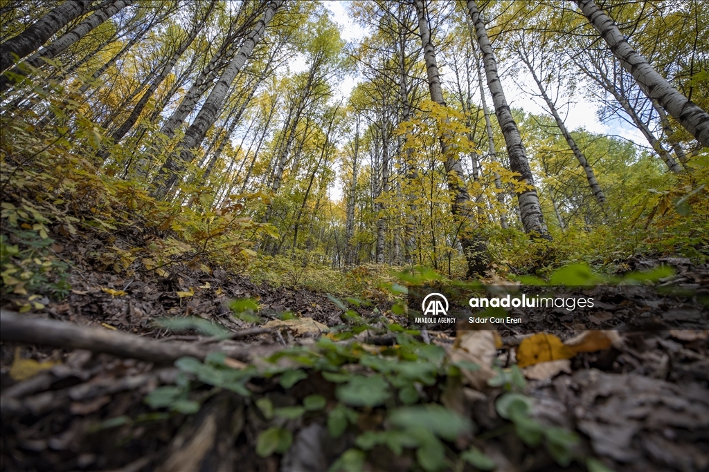 Daristanên Tunceliyê bi rengên payîzê xemilîn
