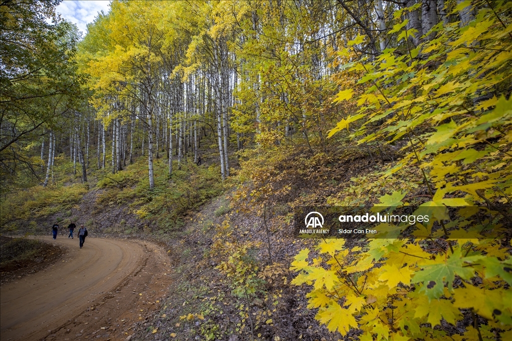 Daristanên Tunceliyê bi rengên payîzê xemilîn