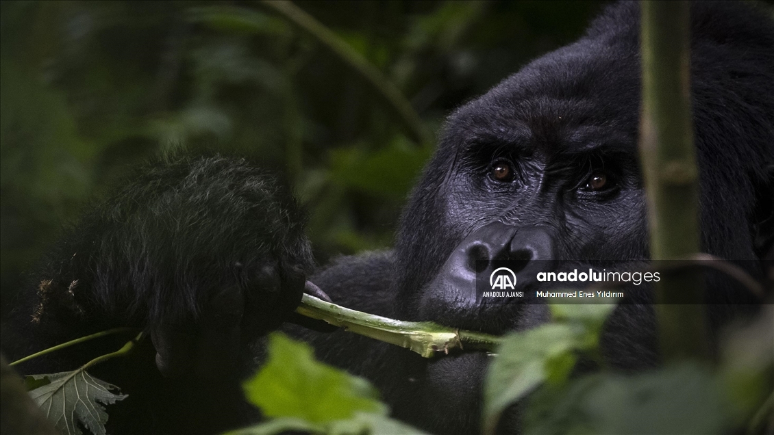 Uganda'da yağmur ormanlarındaki 17 bireyli goril ailesi görüntülendi