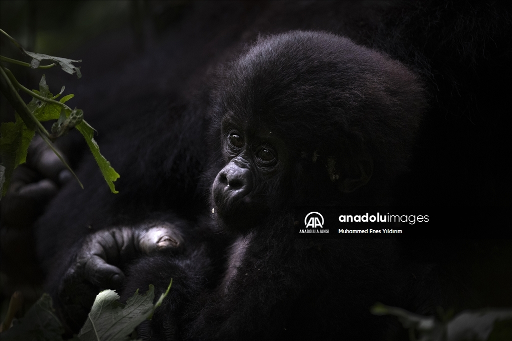 Uganda'da yağmur ormanlarındaki 17 bireyli goril ailesi görüntülendi