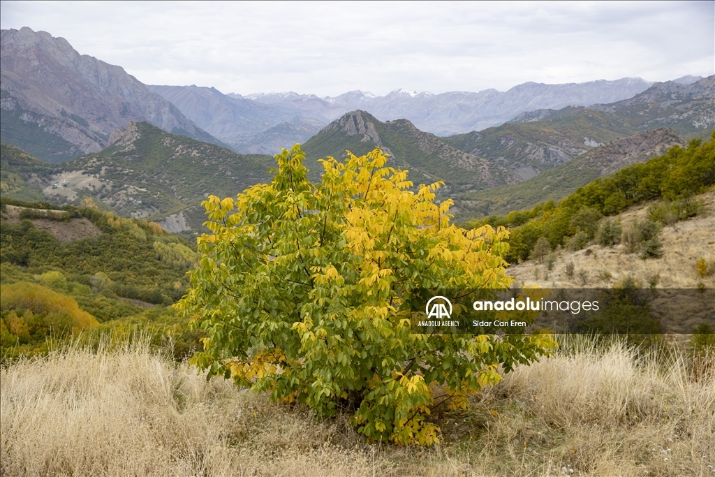 Daristanên Tunceliyê bi rengên payîzê xemilîn