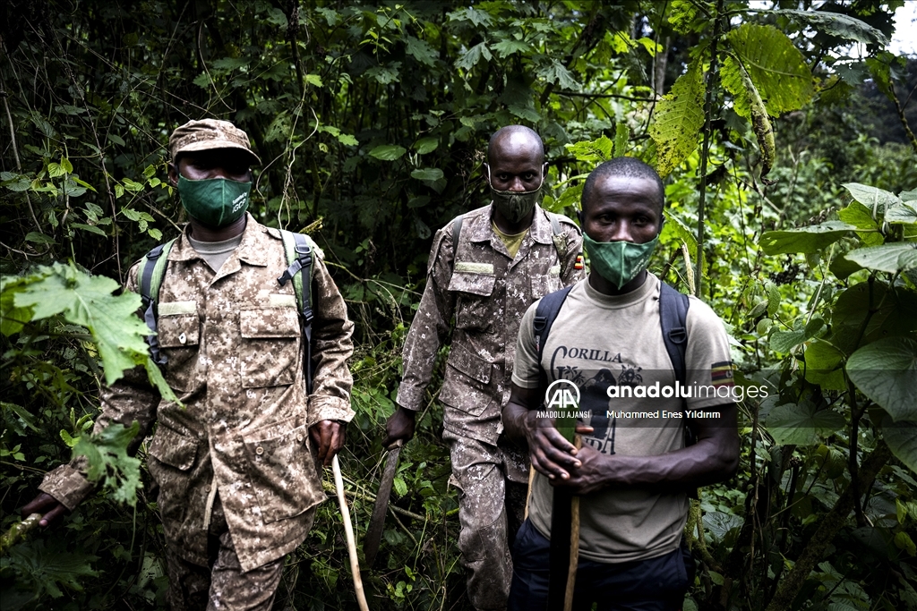 Uganda'da yağmur ormanlarındaki 17 bireyli goril ailesi görüntülendi