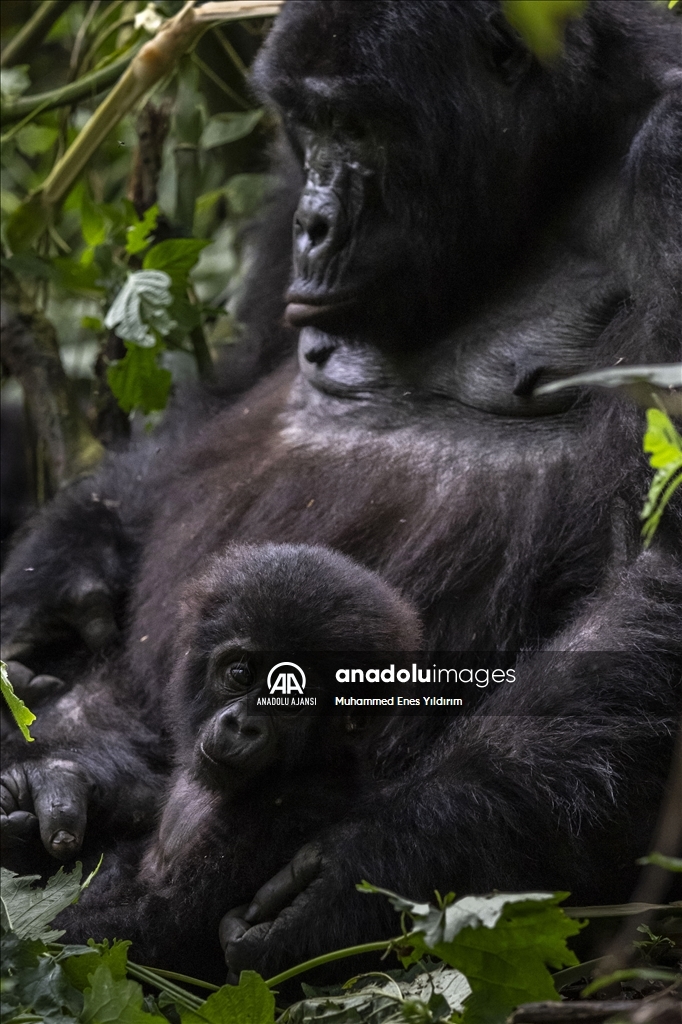 Uganda'da yağmur ormanlarındaki 17 bireyli goril ailesi görüntülendi