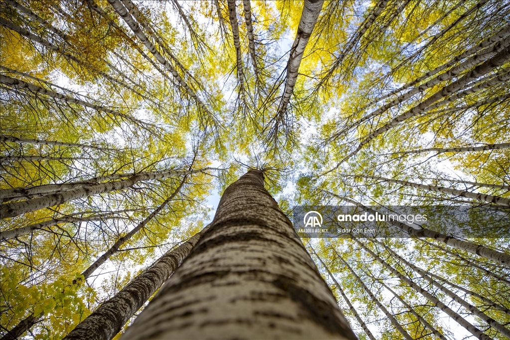 Daristanên Tunceliyê bi rengên payîzê xemilîn