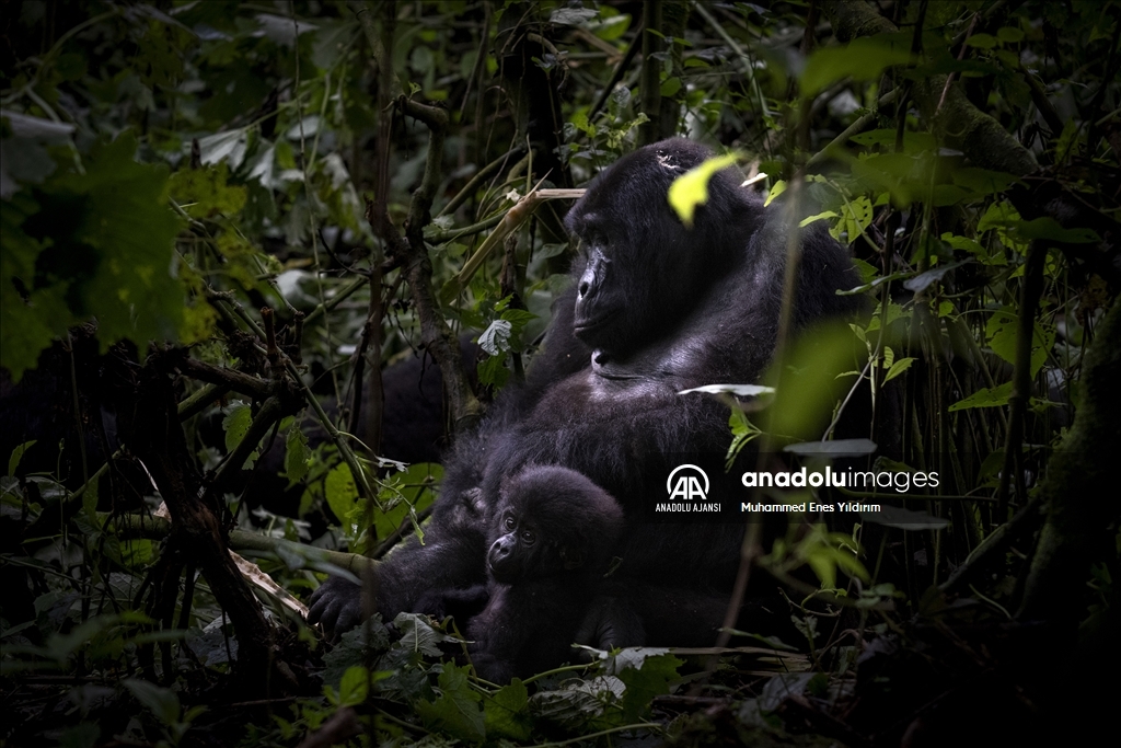 Uganda'da yağmur ormanlarındaki 17 bireyli goril ailesi görüntülendi