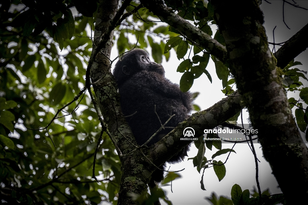 Uganda'da yağmur ormanlarındaki 17 bireyli goril ailesi görüntülendi