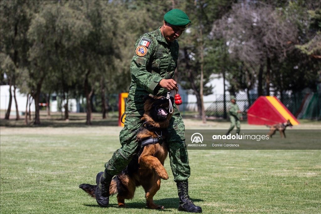 Türkiye'den Meksika'ya gönderilen yavru köpek Arkadaş, Meksika Ordusu Köpek Eğitimi Birimi'nde eğitiliyor