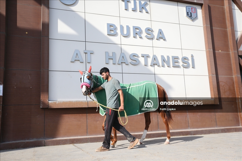 Bursa Osmangazi Hipodromu'nda boy gösteren atlar 7/24 açık hastanede tedavi ediliyor