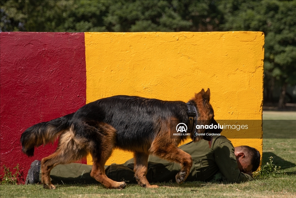 Türkiye'den Meksika'ya gönderilen yavru köpek Arkadaş, Meksika Ordusu Köpek Eğitimi Birimi'nde eğitiliyor