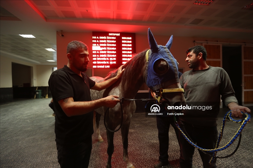 Bursa Osmangazi Hipodromu'nda boy gösteren atlar 7/24 açık hastanede tedavi ediliyor