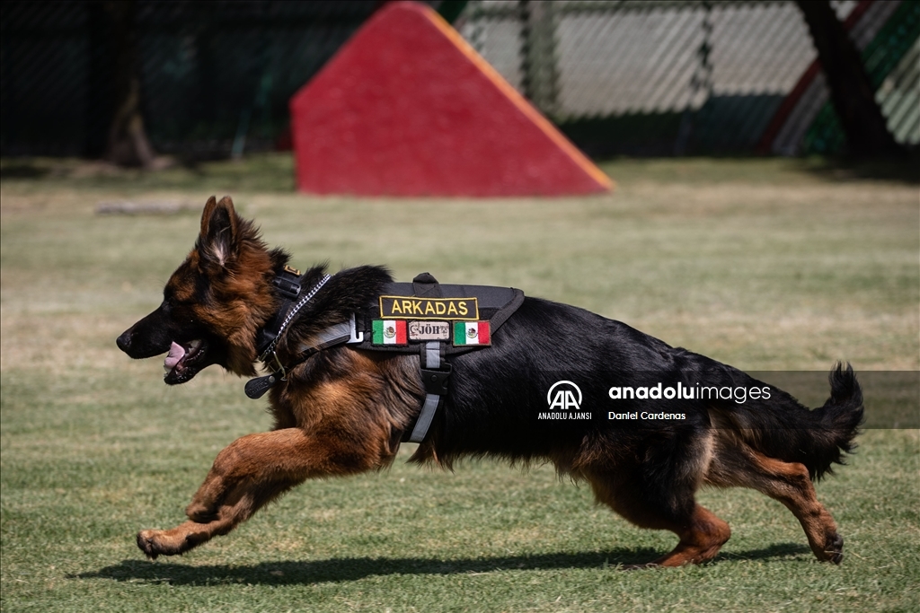 Türkiye'den Meksika'ya gönderilen yavru köpek Arkadaş, Meksika Ordusu Köpek Eğitimi Birimi'nde eğitiliyor