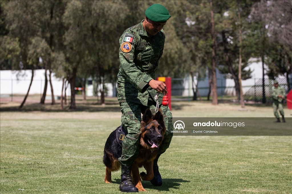 Türkiye'den Meksika'ya gönderilen yavru köpek Arkadaş, Meksika Ordusu Köpek Eğitimi Birimi'nde eğitiliyor