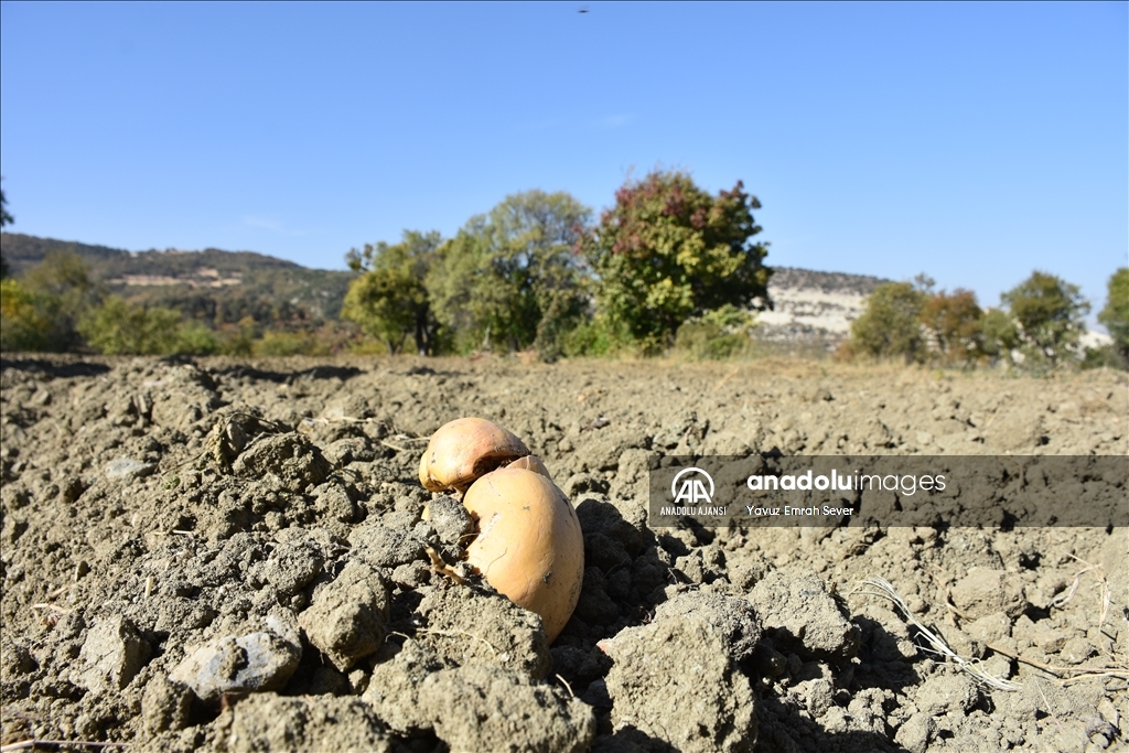 Sulu tarıma geçen Eskişehir çiftçisi daha çok kazanıyor