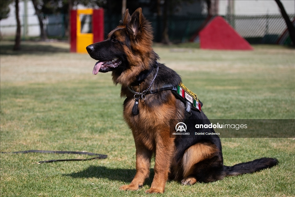 Türkiye'den Meksika'ya gönderilen yavru köpek Arkadaş, Meksika Ordusu Köpek Eğitimi Birimi'nde eğitiliyor