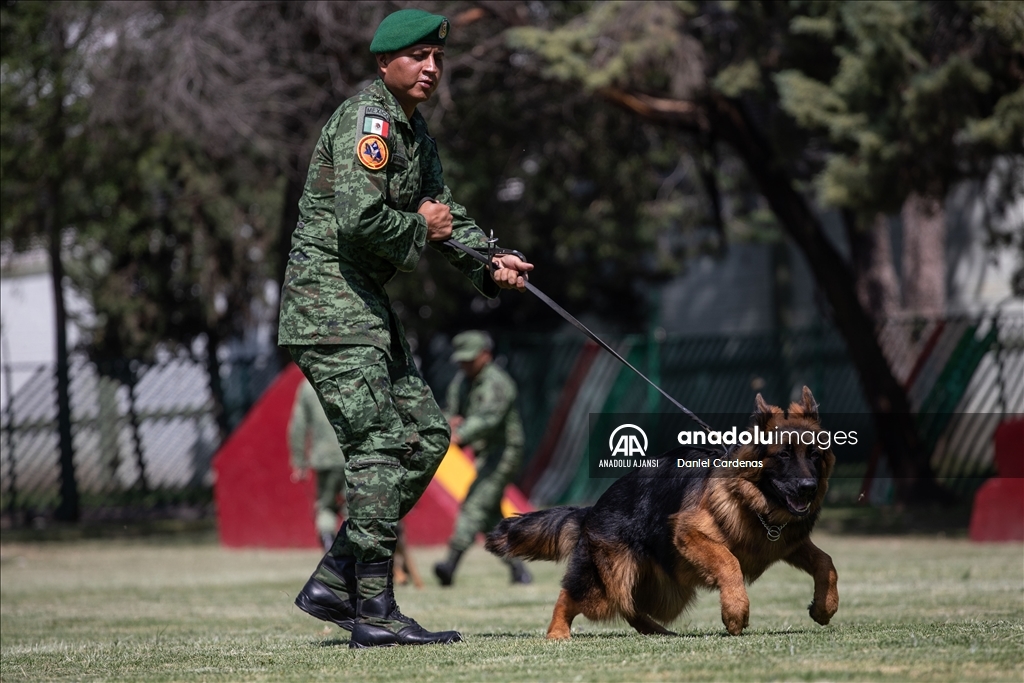 Türkiye'den Meksika'ya gönderilen yavru köpek Arkadaş, Meksika Ordusu Köpek Eğitimi Birimi'nde eğitiliyor
