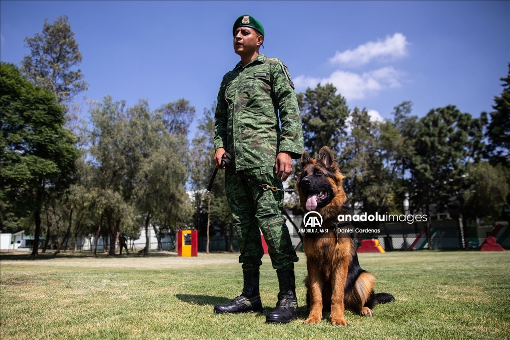 Türkiye'den Meksika'ya gönderilen yavru köpek Arkadaş, Meksika Ordusu Köpek Eğitimi Birimi'nde eğitiliyor