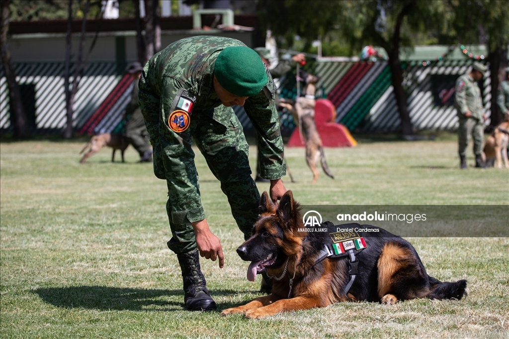 Türkiye'den Meksika'ya gönderilen yavru köpek Arkadaş, Meksika Ordusu Köpek Eğitimi Birimi'nde eğitiliyor