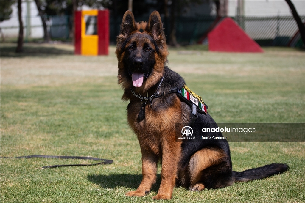 Türkiye'den Meksika'ya gönderilen yavru köpek Arkadaş, Meksika Ordusu Köpek Eğitimi Birimi'nde eğitiliyor