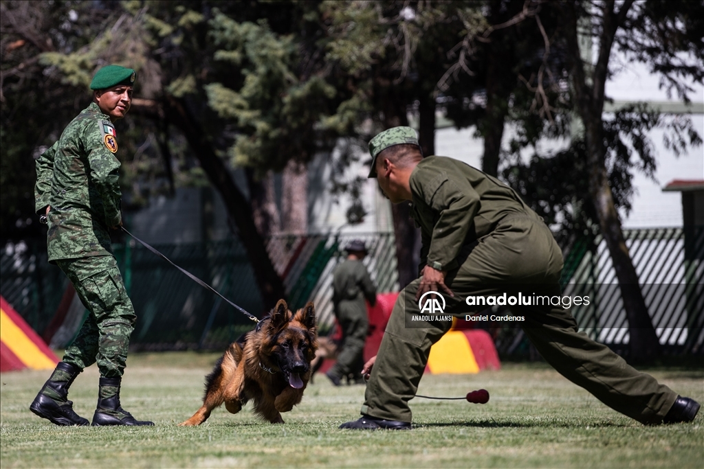 Türkiye'den Meksika'ya gönderilen yavru köpek Arkadaş, Meksika Ordusu Köpek Eğitimi Birimi'nde eğitiliyor