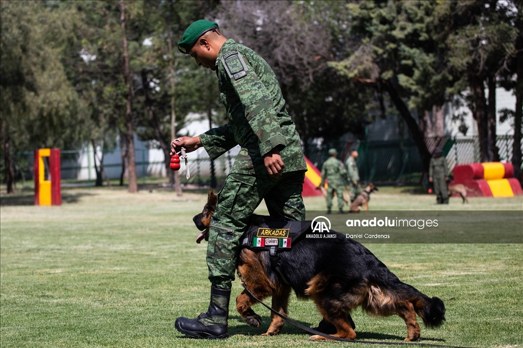 Türkiye'den Meksika'ya gönderilen yavru köpek Arkadaş, Meksika Ordusu Köpek Eğitimi Birimi'nde eğitiliyor