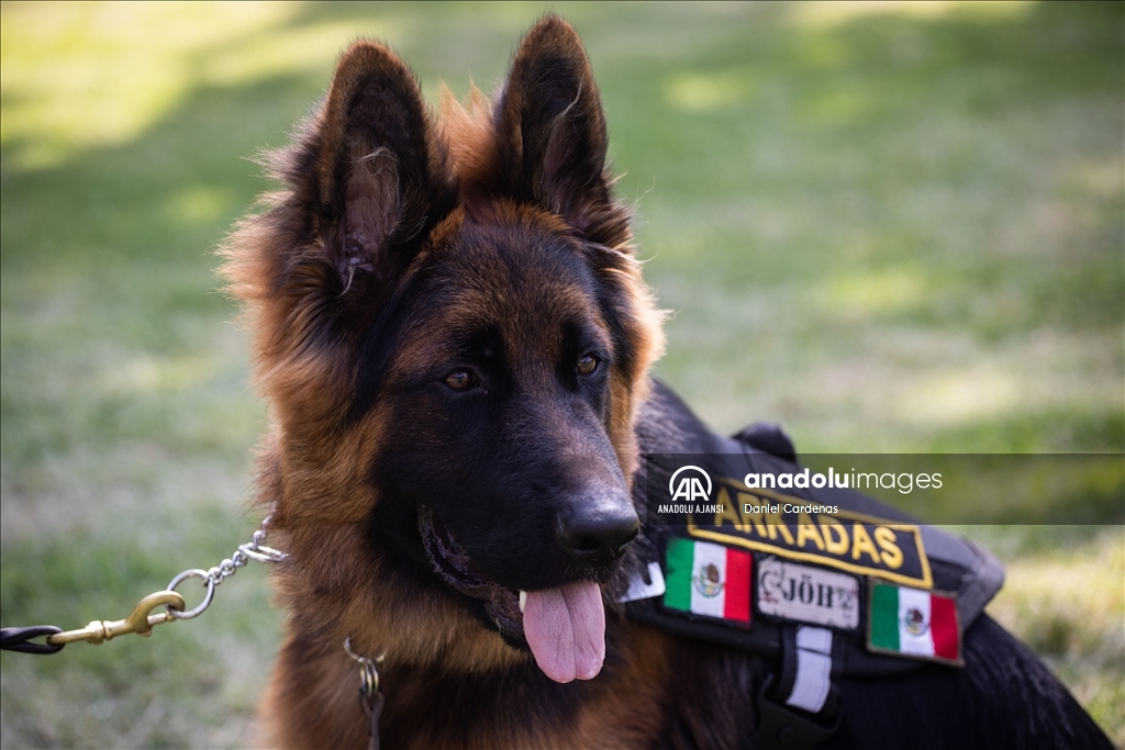 Türkiye'den Meksika'ya gönderilen yavru köpek Arkadaş, Meksika Ordusu Köpek Eğitimi Birimi'nde eğitiliyor