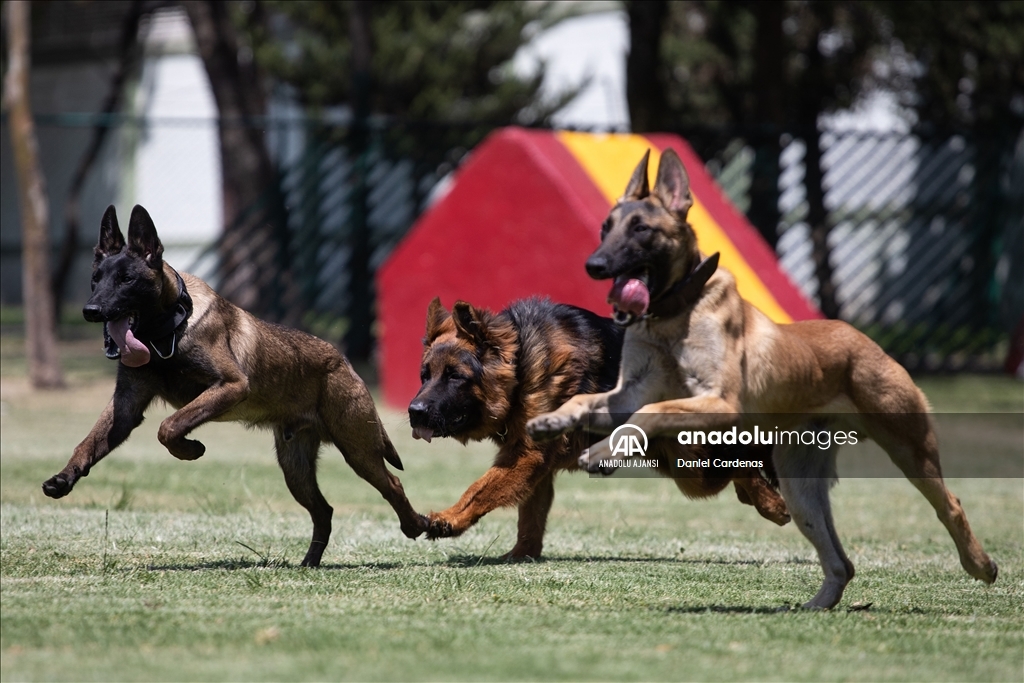 Türkiye'den Meksika'ya gönderilen yavru köpek Arkadaş, Meksika Ordusu Köpek Eğitimi Birimi'nde eğitiliyor