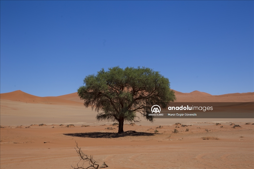 Dünyanın en yaşlı çölüne yolculuk: Namib Çölü