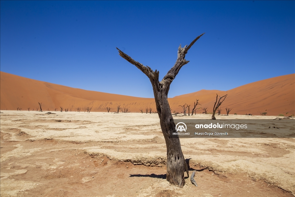 Dünyanın en yaşlı çölüne yolculuk: Namib Çölü
