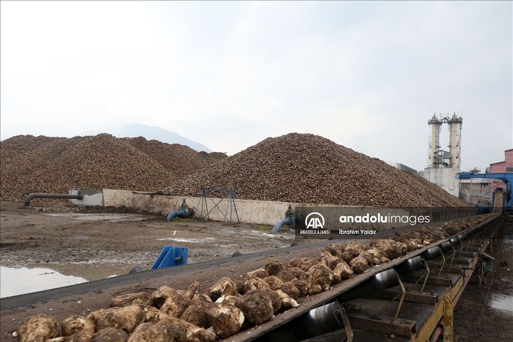 Muş ve Bitlis'te 800 bin ton pancarın şekere dönüşen yolculuğu sürüyor