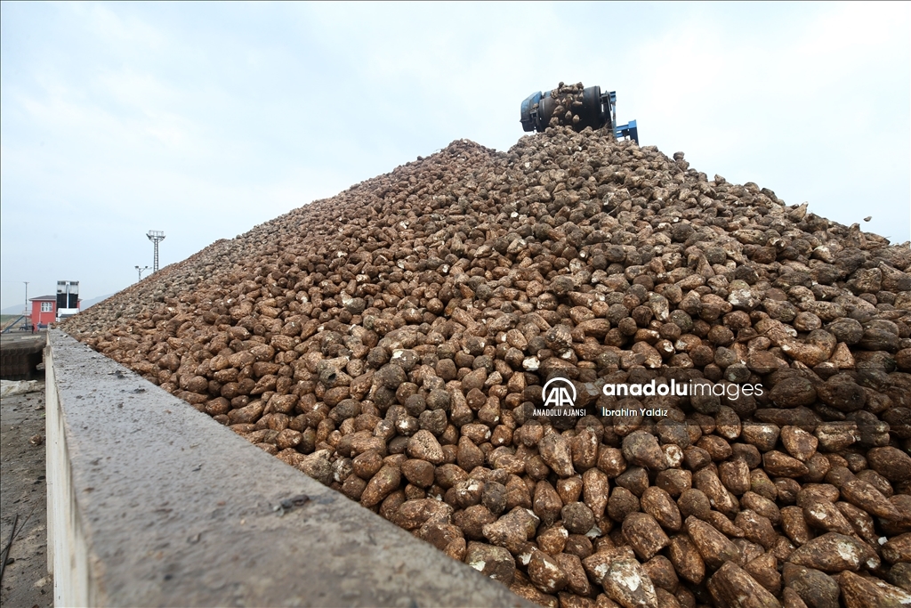 Muş ve Bitlis'te 800 bin ton pancarın şekere dönüşen yolculuğu sürüyor