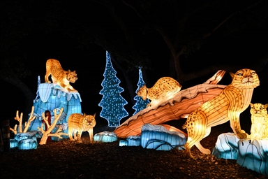 Фестивал на светлината „Глоуфари“ во зоолошката градина во Оукленд
